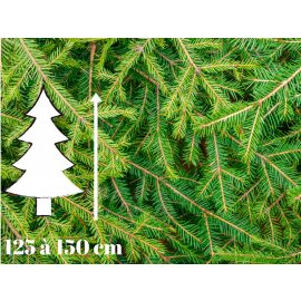 Sapin de Noël Epicéa - 125 à 150 cm - Qualité Premium