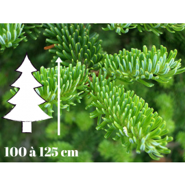 Sapin de Noël Fraséri - 100 à 125 cm - Qualité Prémium