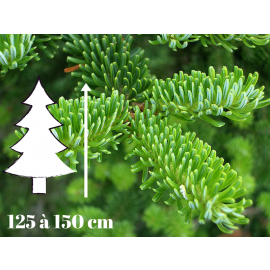 Sapin de Noël Fraséri - 125 à 150 cm - Qualité Prémium