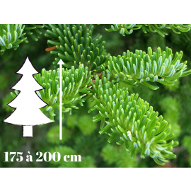 sapin_nordmann_naturel_livre_domicile_pas_cher