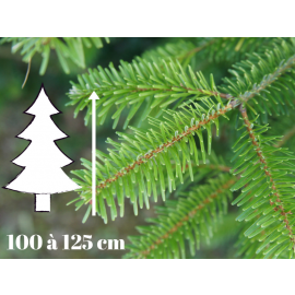 Sapin de Noël Nordmann - 100 à 125 cm - Qualité Premium