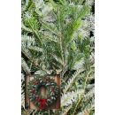 sapin_noel_naturel_livraison_nordmann