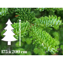 sapin_nordmann_naturel_livre_domicile_pas_cher
