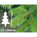 sapin_noel_naturel_livraison_nordmann